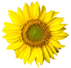 girasol-300w